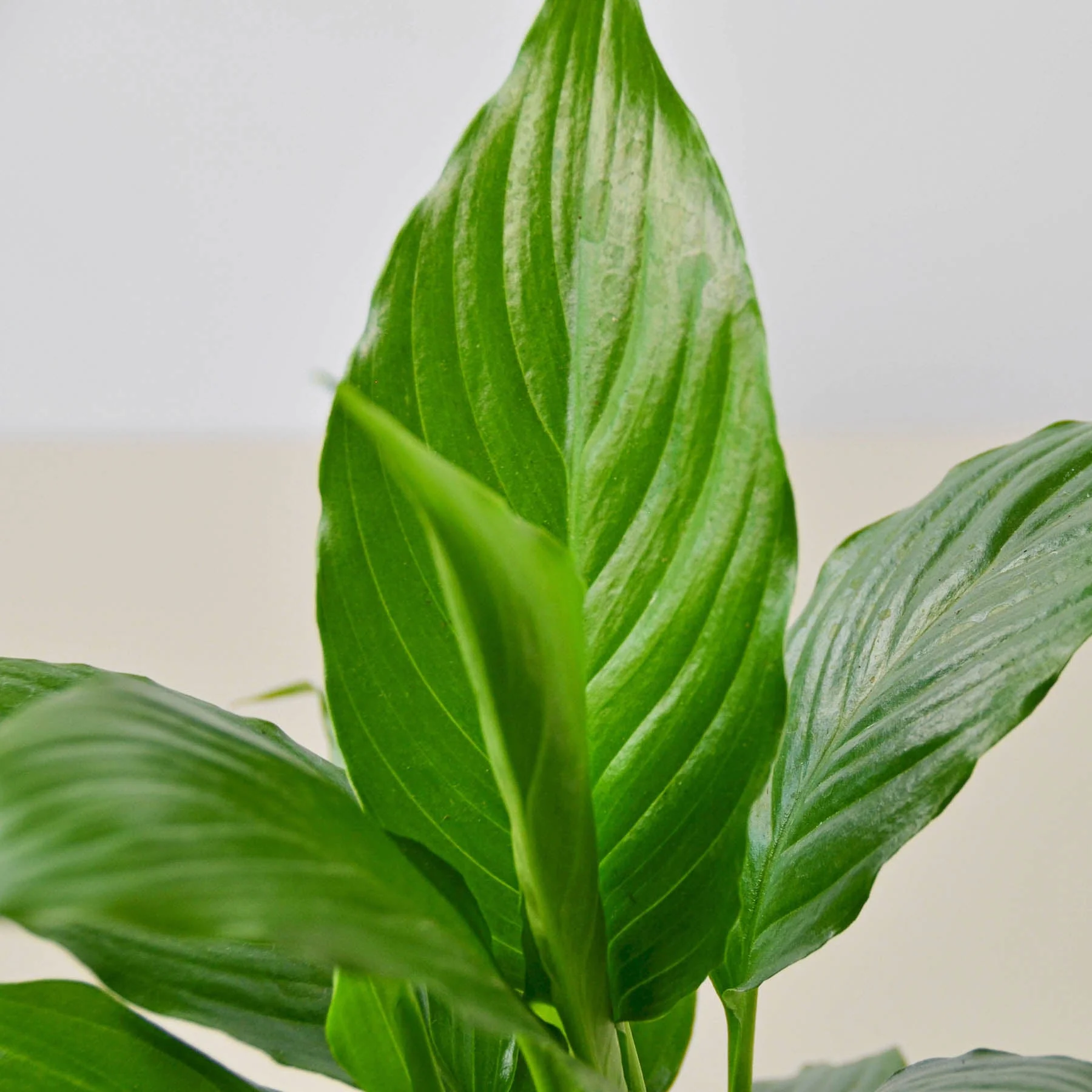 Spathiphyllum 'Peace Lily' - Image 2