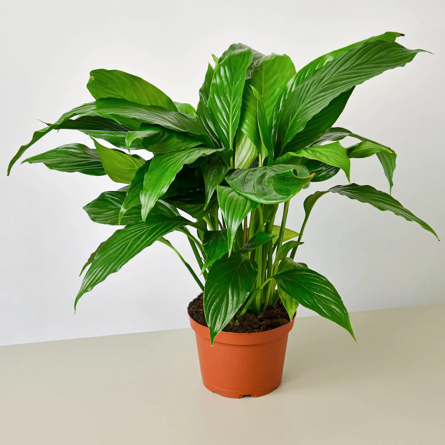 Spathiphyllum 'Peace Lily' - Image 3