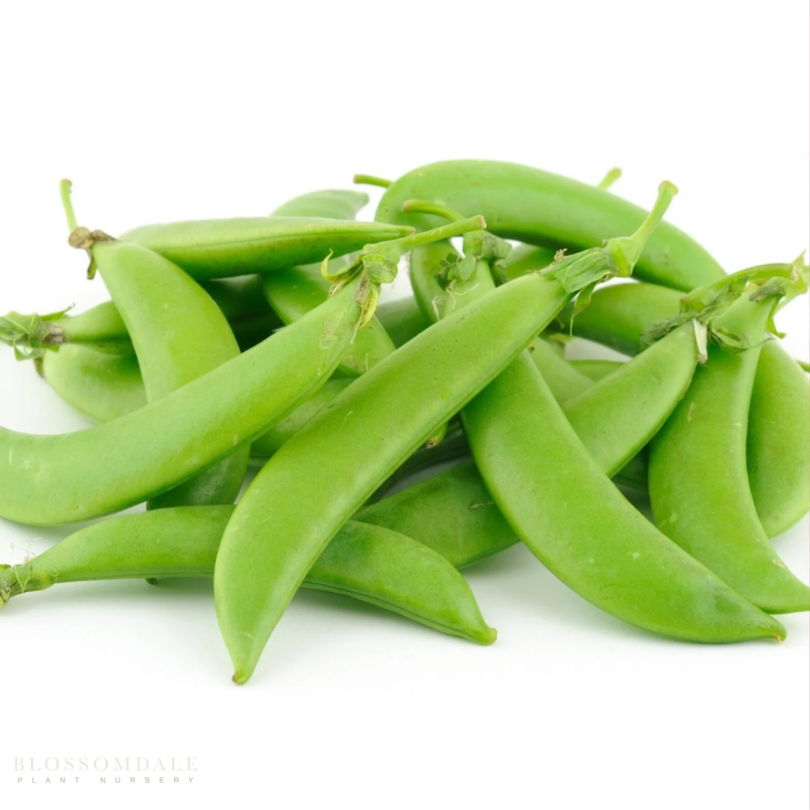 Sugar Sprint Snap Pea Seeds - Image 2