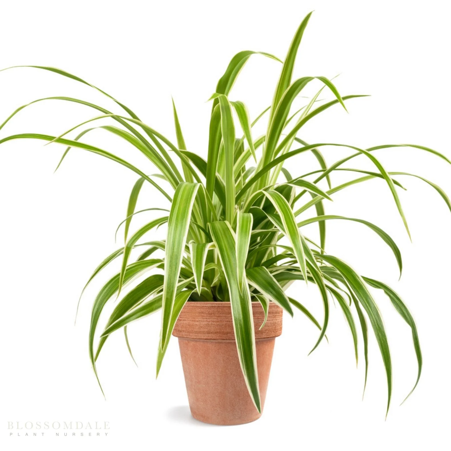 The Purrrfect Plant Bundle (Pet Friendly) - Image 2