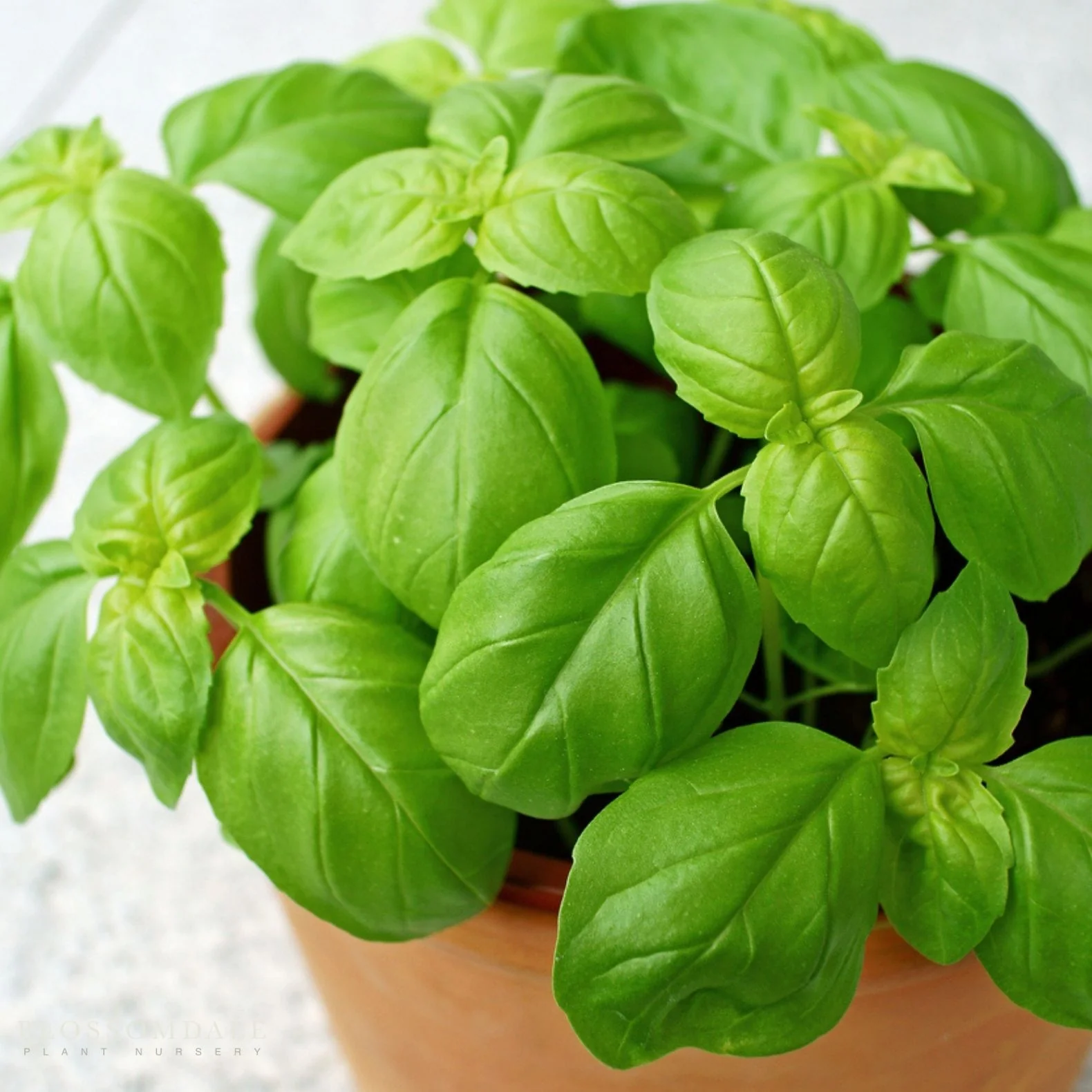 Sweet Basil Seeds - Image 2