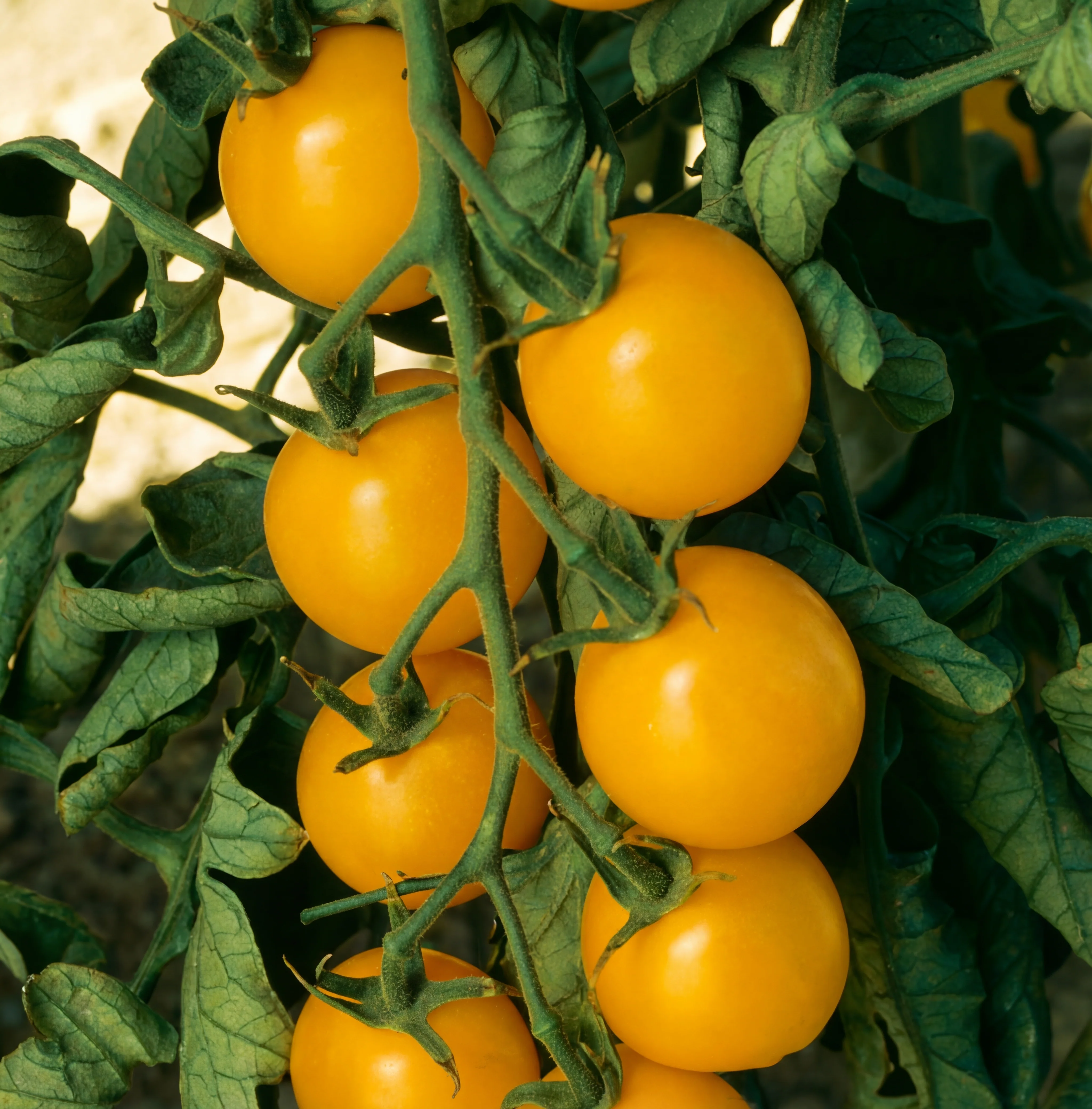 Sweet Gold Tomato Seeds