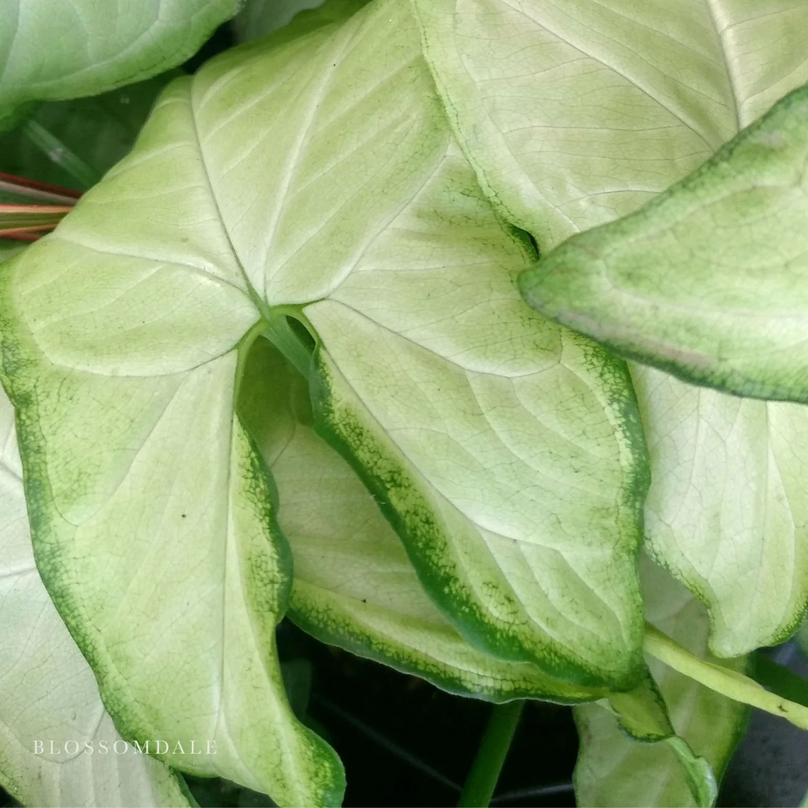 Syngonium 'White Beauty' - Image 2