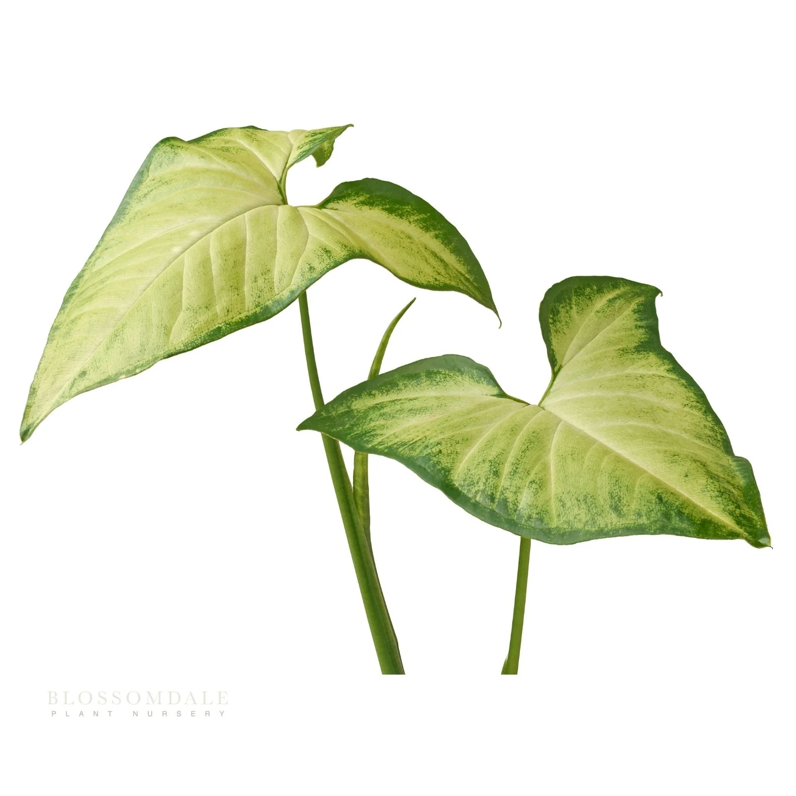Syngonium 'White Beauty' - Image 6