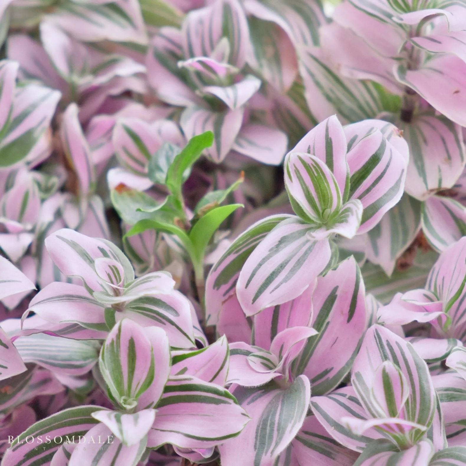 Tradescantia fluminensis ‘Nanouk’ - Image 2