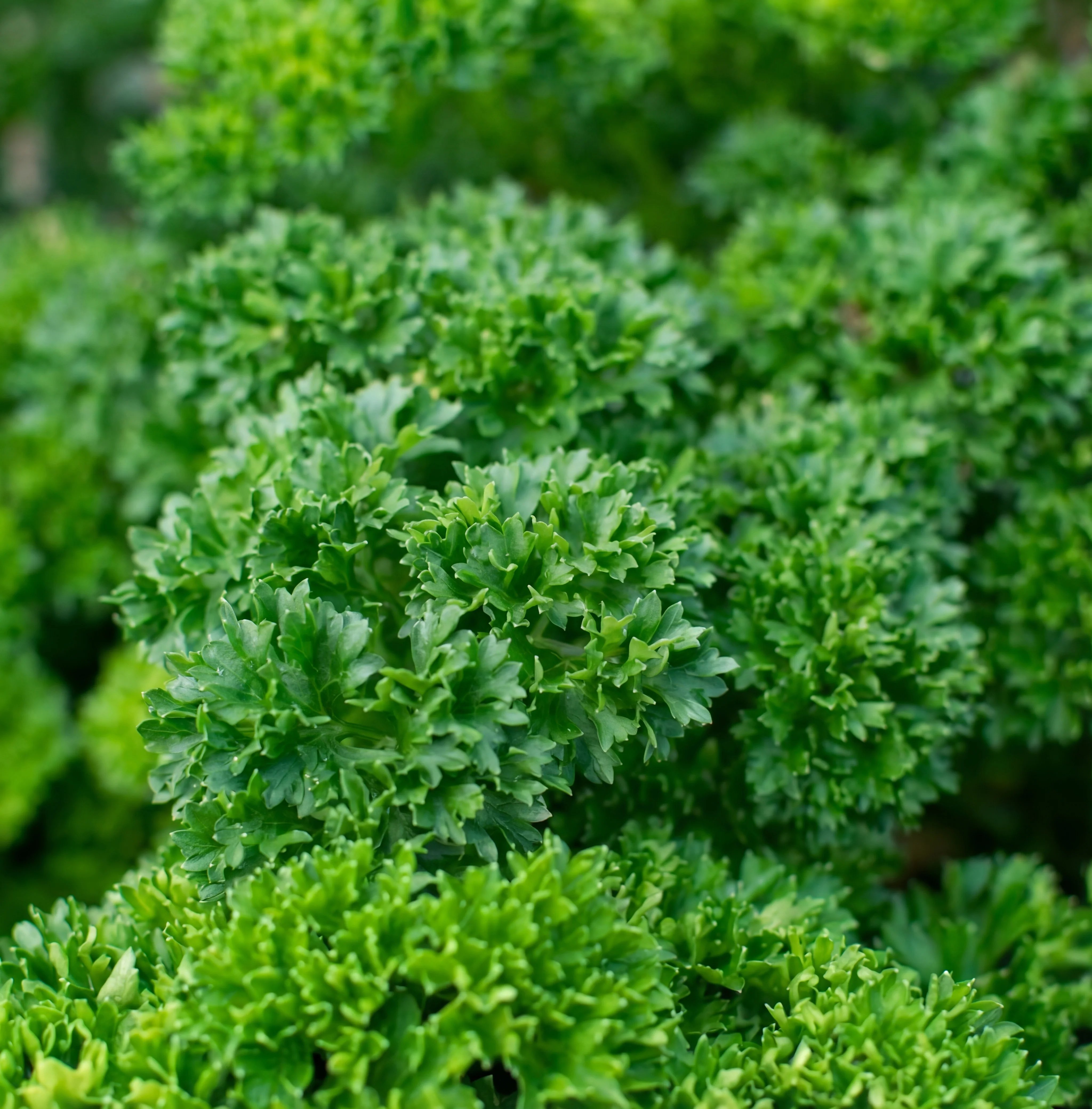 Triple Curled Parsley Seeds