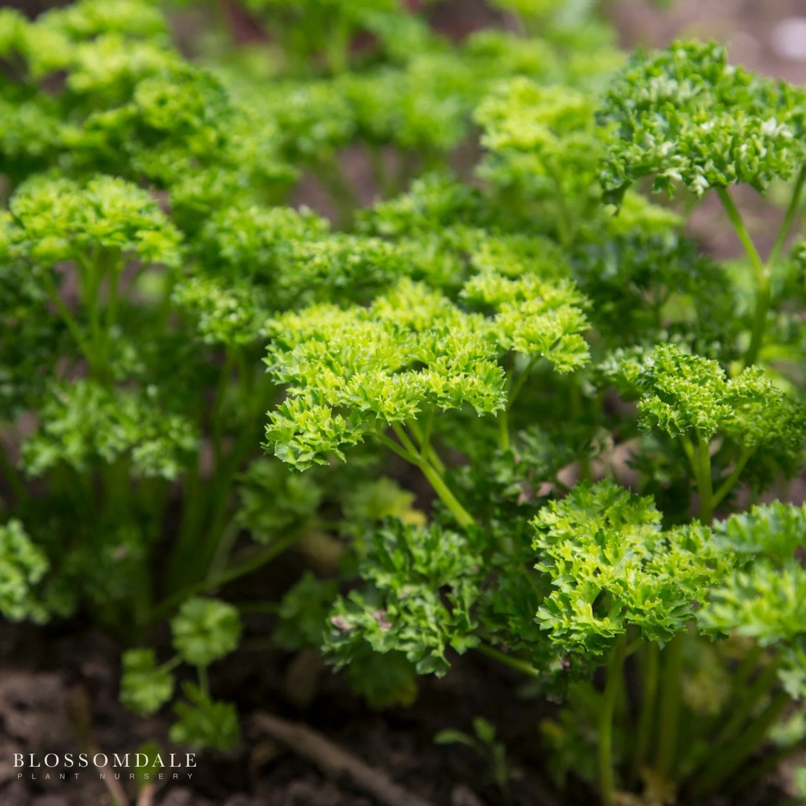 Triple Curled Parsley Seeds - Image 2