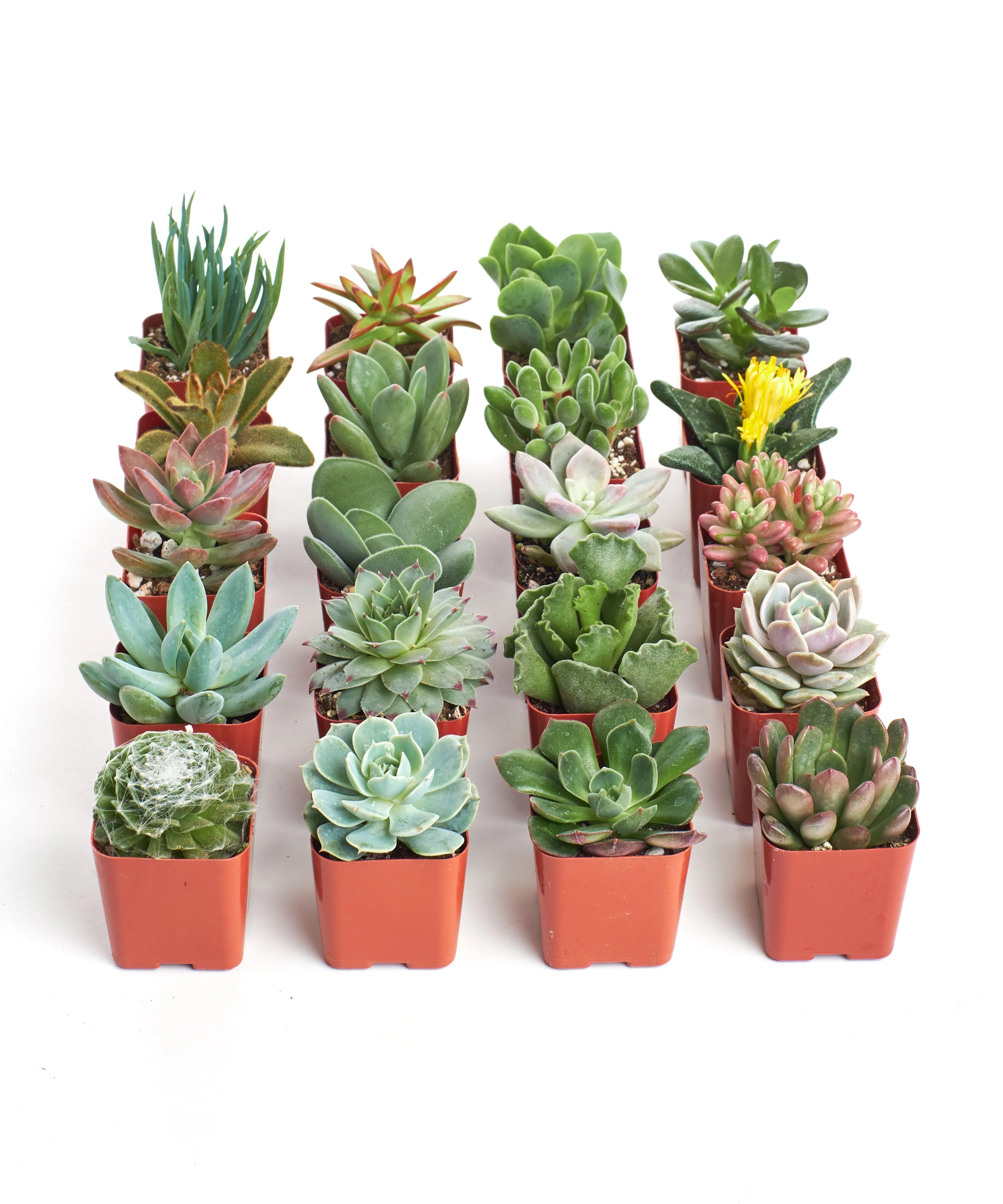 Unique Mini Succulent Collection - Image 2