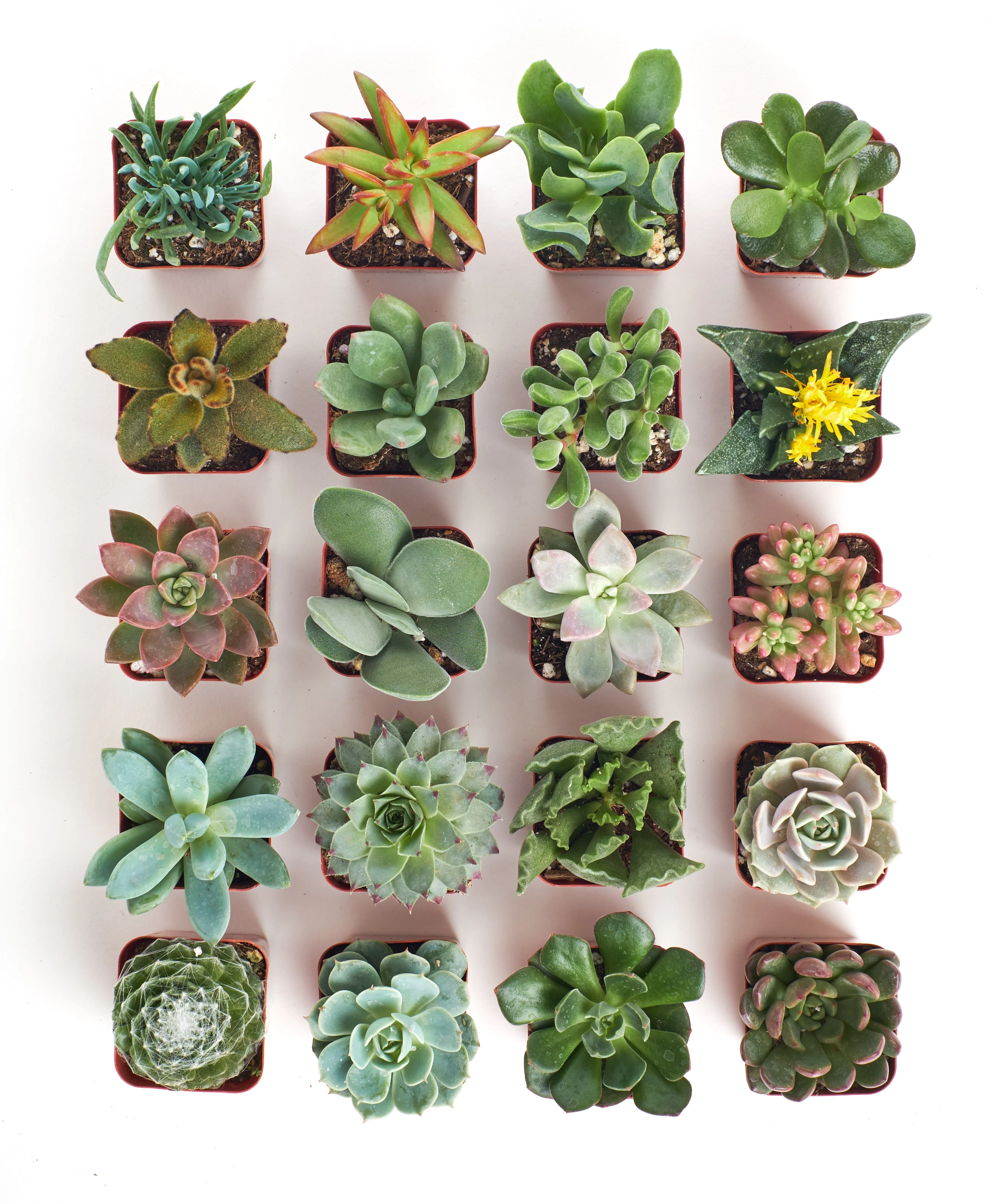 Unique Mini Succulent Collection - Image 3