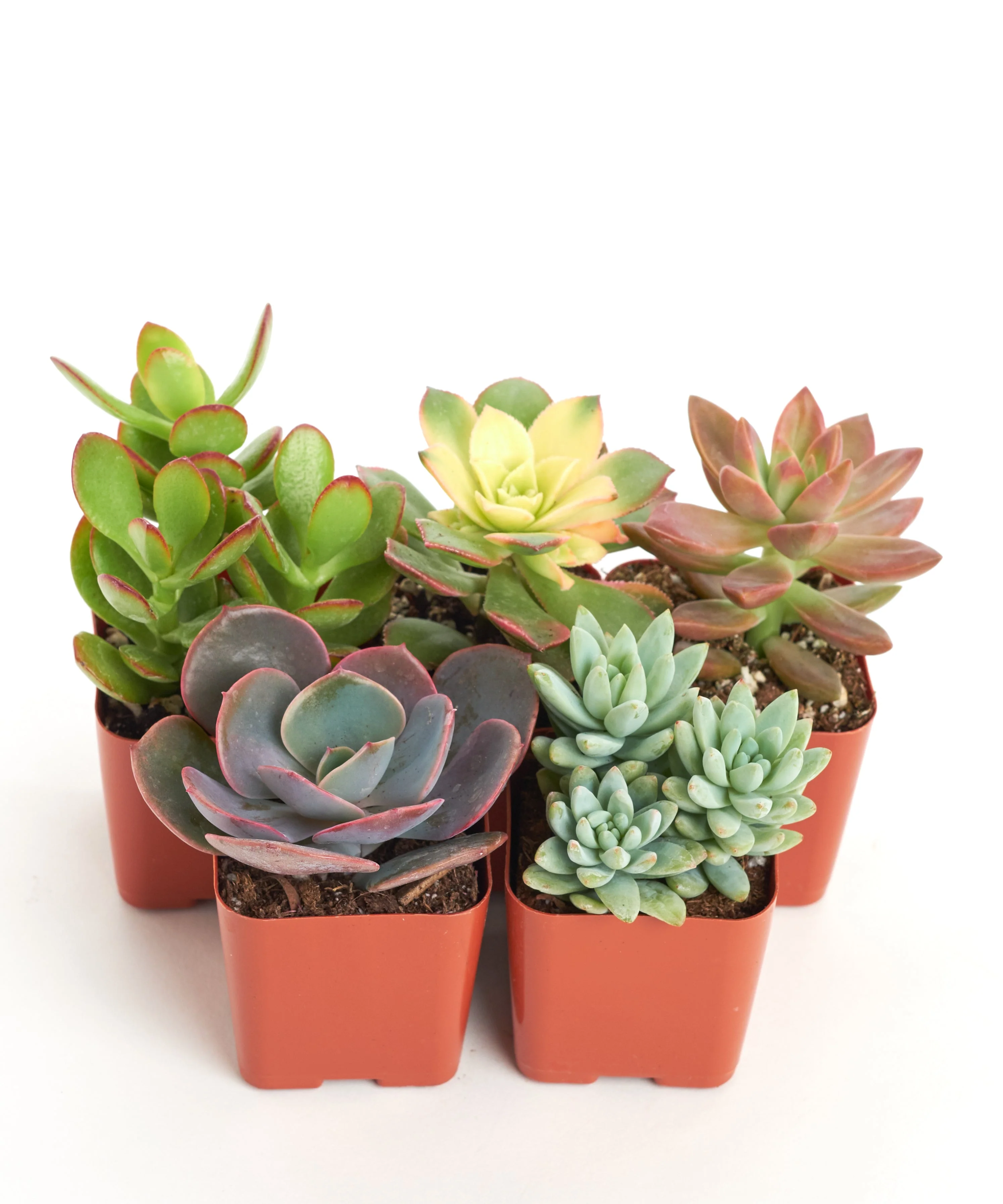 Unique Mini Succulent Collection - Image 7