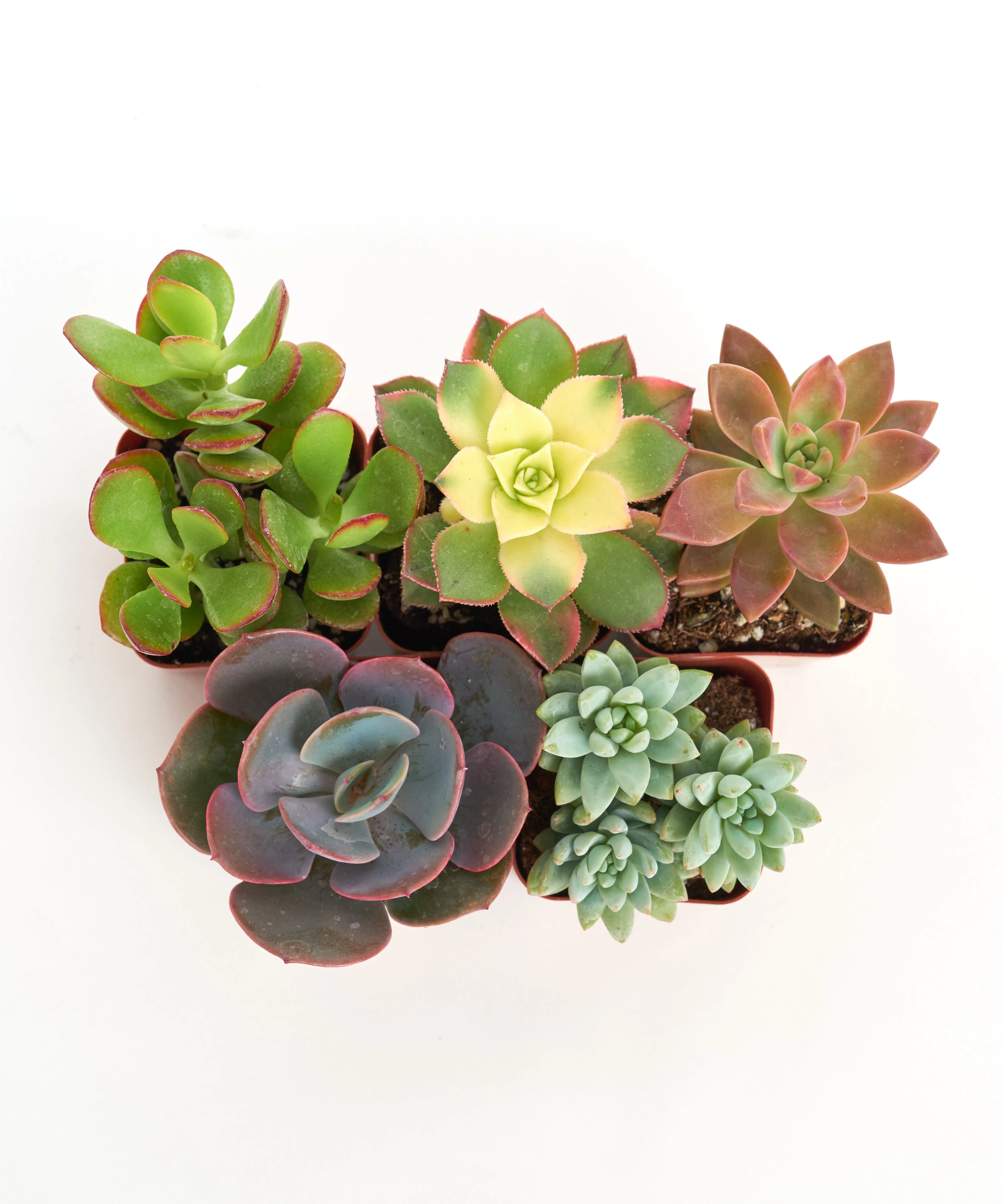 Unique Mini Succulent Collection - Image 8