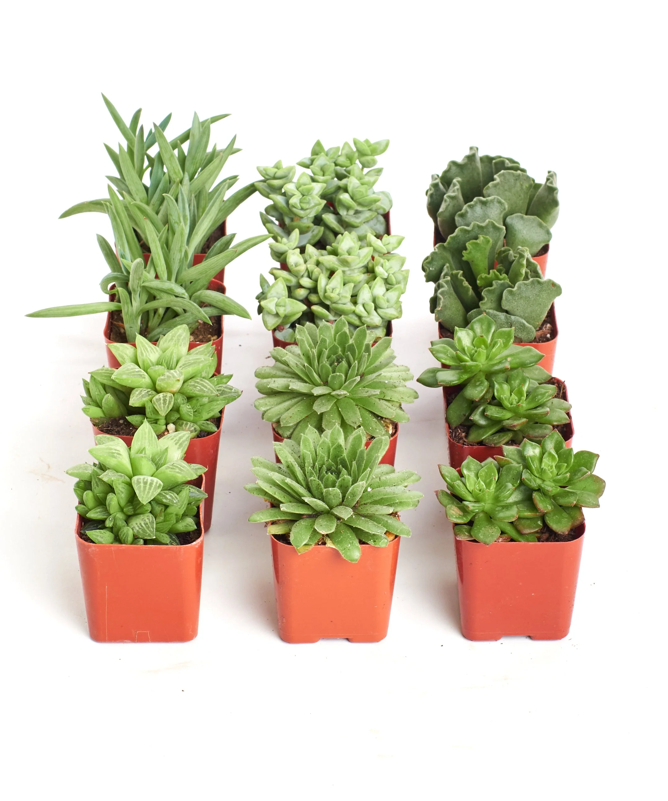 Verde Mini Succulent Collection - Image 8