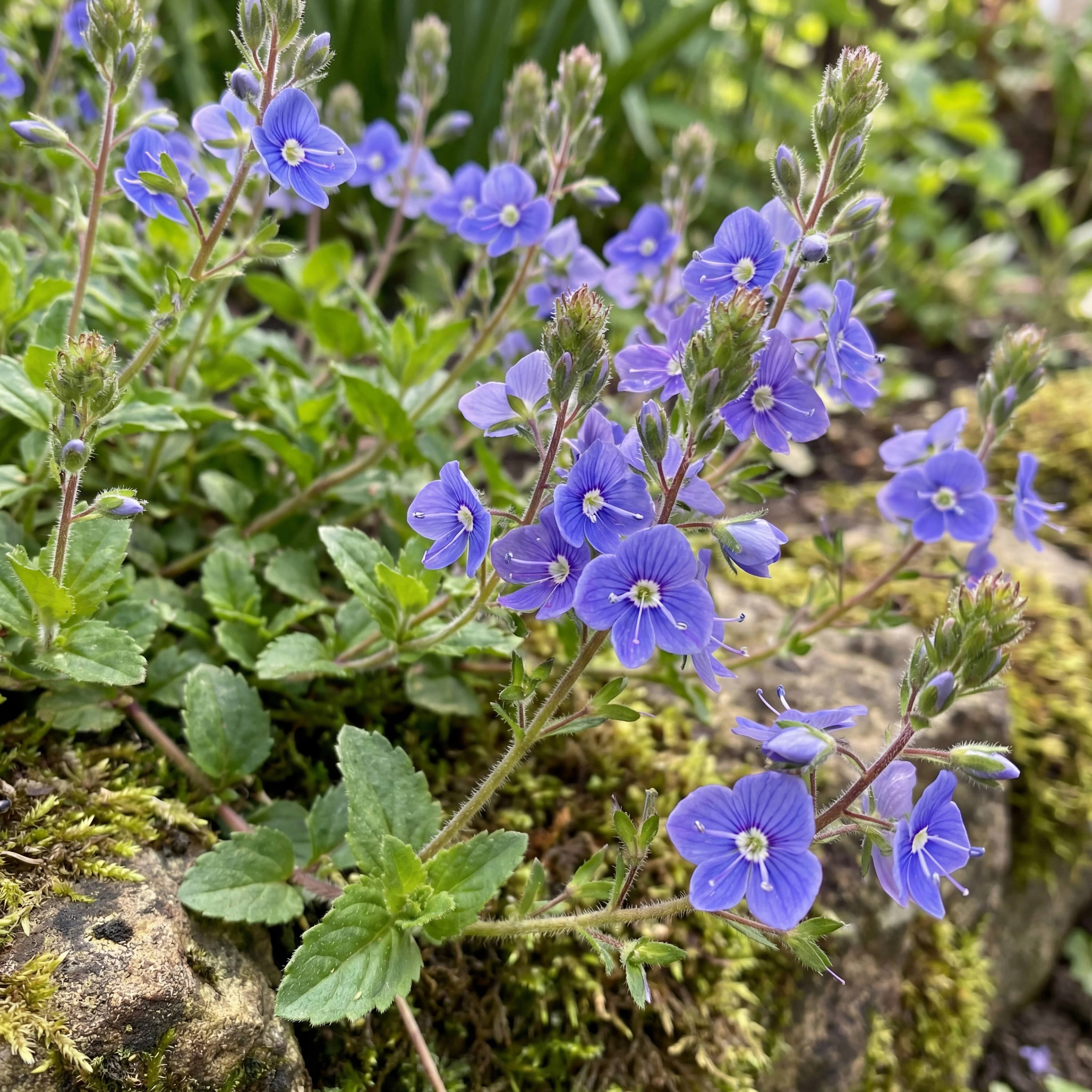 Veronica 'Georgia Blue' - Image 2