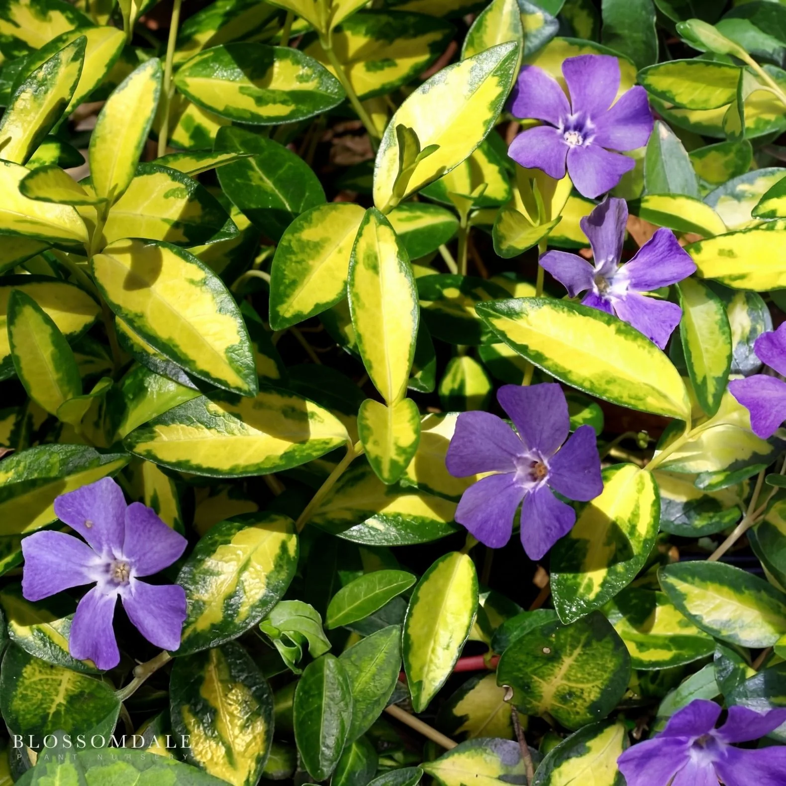 Vinca Minor 'Illumination'