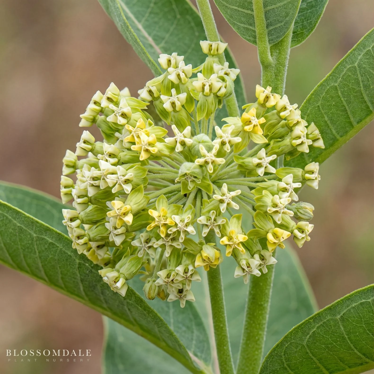 White Swamp Milkweed - Image 3