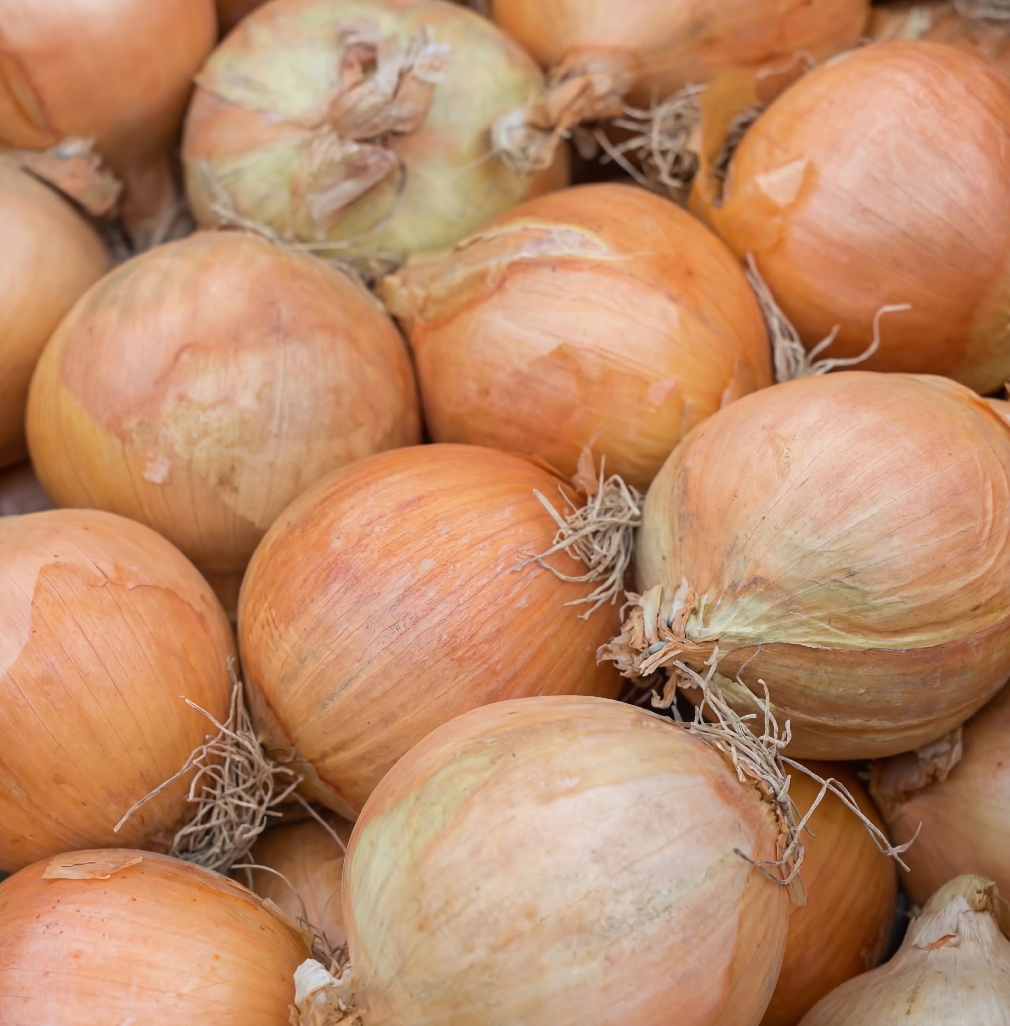 Yellow Sweet Spanish Onion Seeds