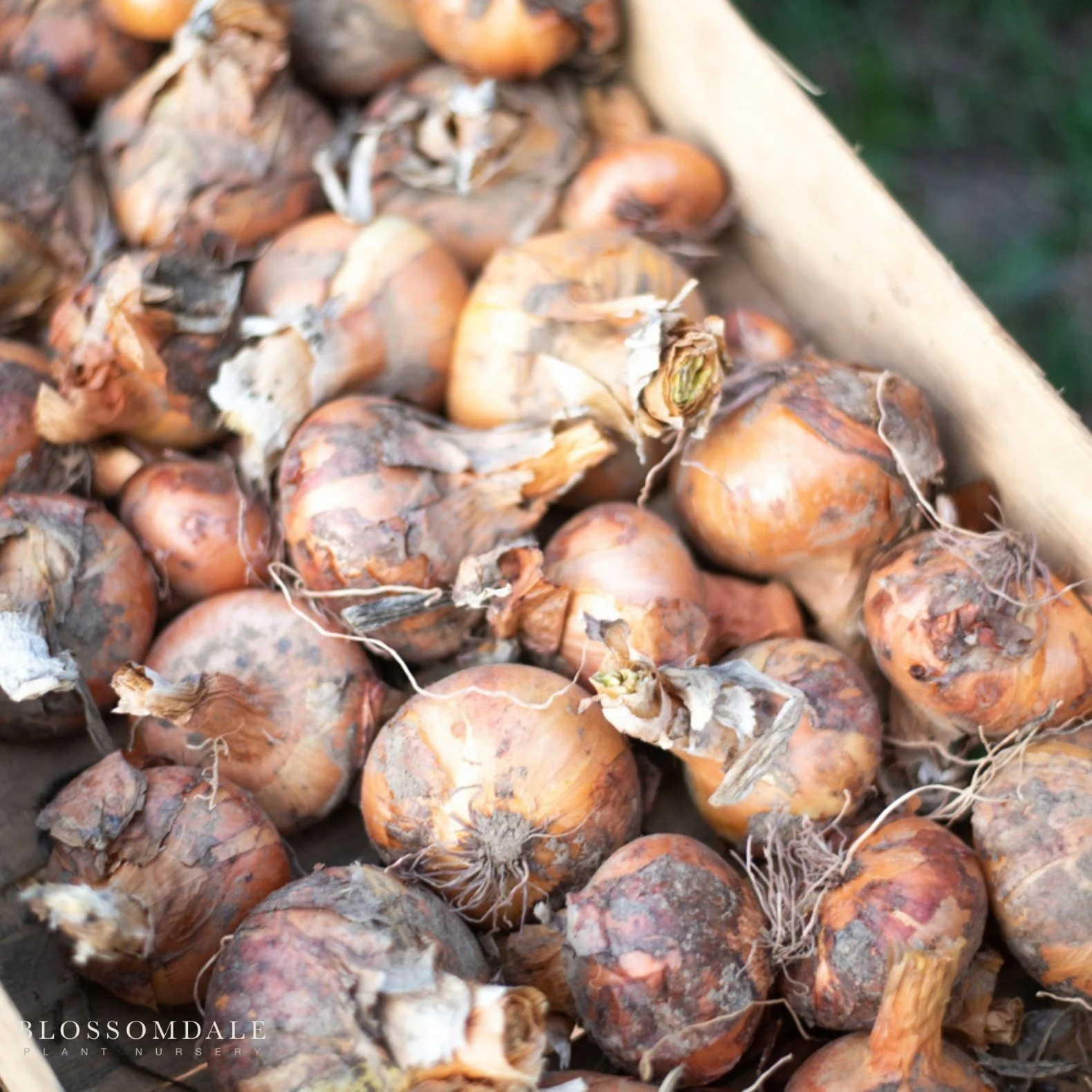 Yellow Sweet Spanish Onion Seeds - Image 2